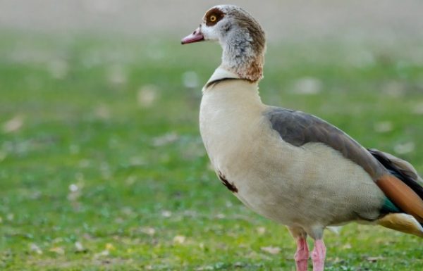 For the First Time, Foie Gras Gets Glatt-Kosher Stamp