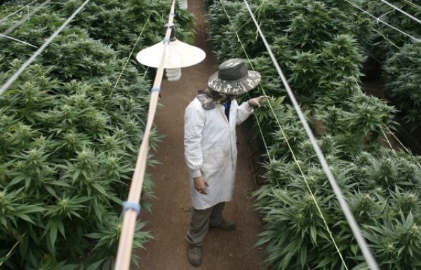 Israeli Researchers Discover How Plants Can Be Used as an Energy Resource